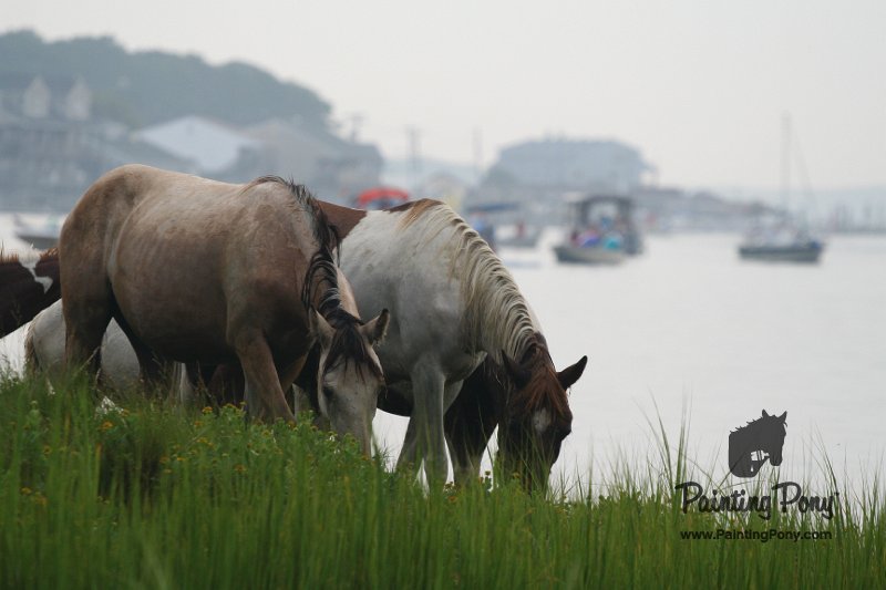 ponypenning08_120.JPG
