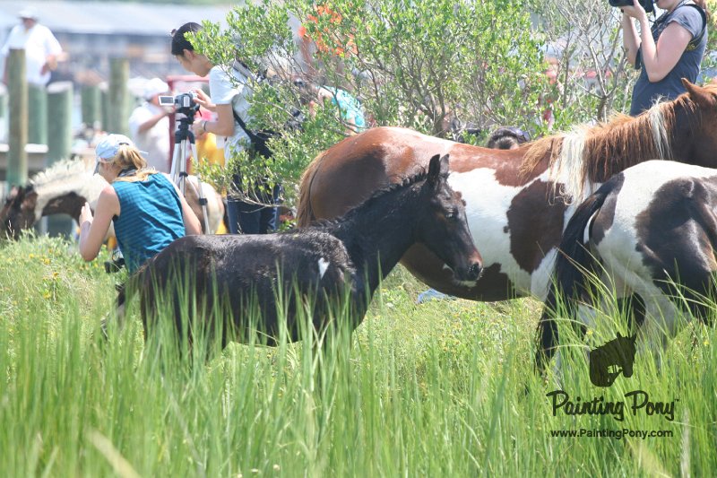 ponypenning_072810_158.JPG