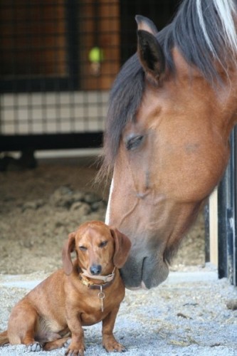 minnow and ammo