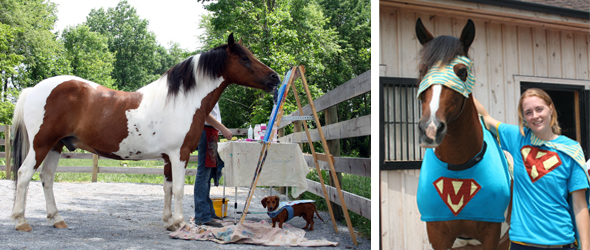 clicker training with painting pony clicker training with painting pony