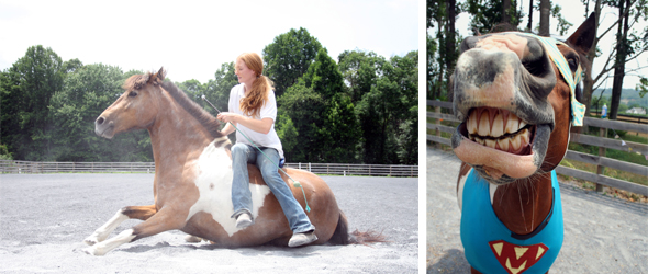 clicker training your horse with painting pony clicker training your horse with painting pony