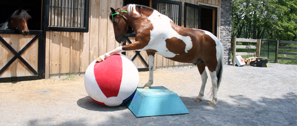 teach your horse to kick a ball teach your horse to kick a ball
