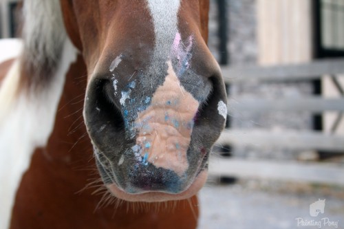 minnow the painting pony minnow the painting pony