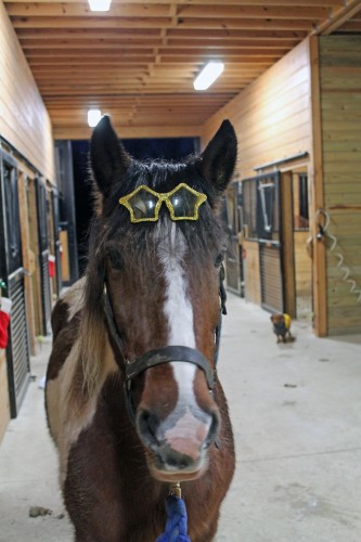 happy new year from minnow happy new year from minnow