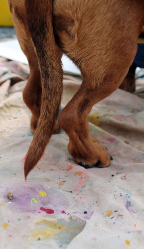 painting pony painting pony
