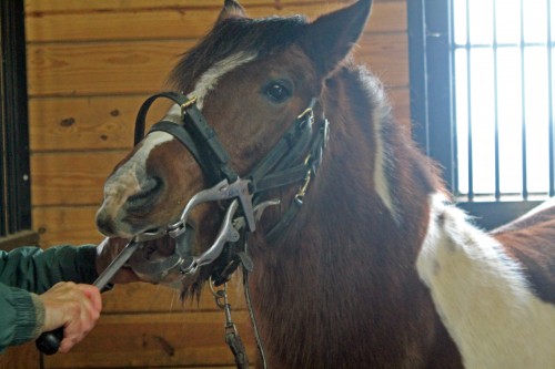 horse dentist