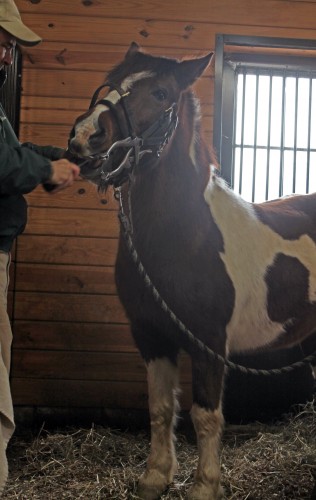 horse dentist