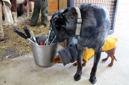 horse dentist