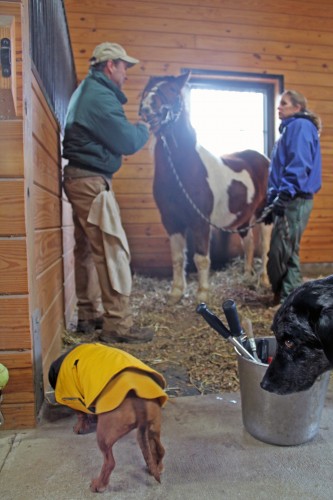 horse dentist