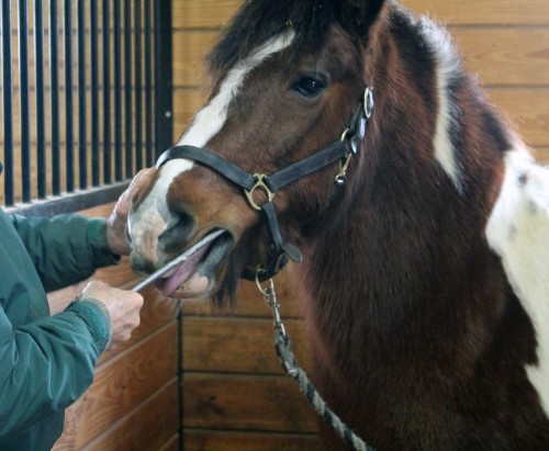 horse dentist