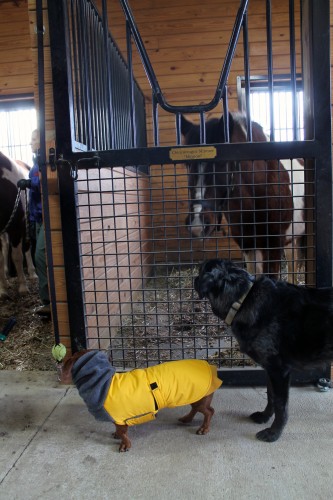 horse dentist