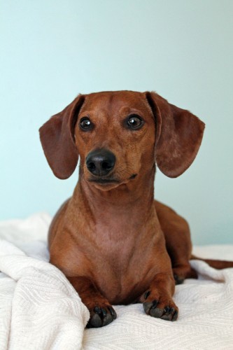 ammo the dachshund