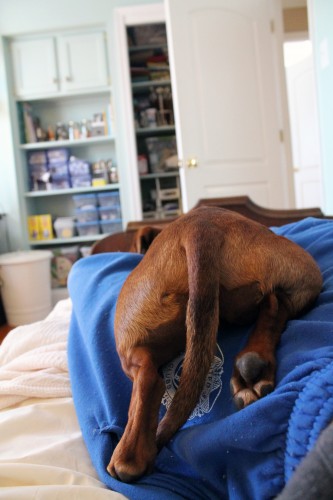 ammo the dachshund