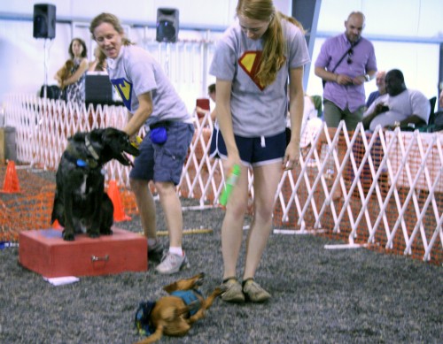 ammo keystone dachshund races ammo keystone dachshund races