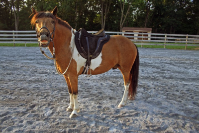 boomerang in treeless saddle boomerang in treeless saddle