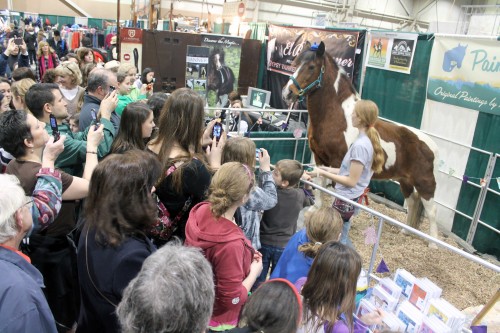chincoteague minnow 2012 pa horse world expo chincoteague minnow 2012 pa horse world expo