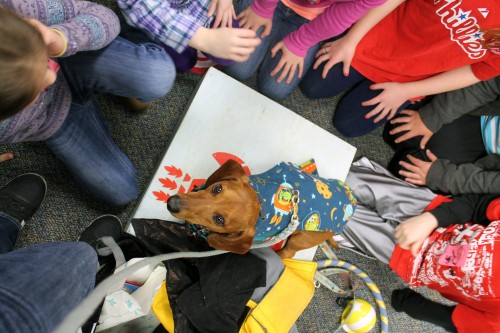 ammo the dachshund goes to school ammo the dachshund goes to school