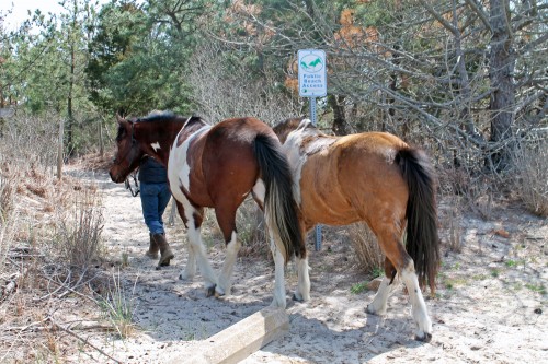 cape henlopen beach ride - painting pony