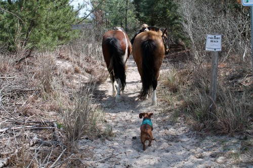 cape henlopen beach ride - painting pony