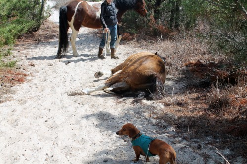 cape henlopen beach ride - painting pony