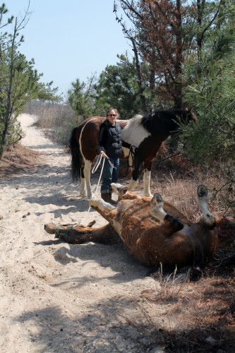 cape henlopen beach ride - painting pony