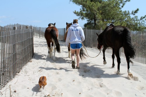 cape henlopen beach ride - painting pony