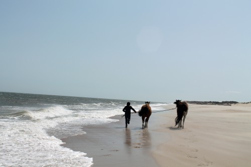 cape henlopen beach ride - painting pony