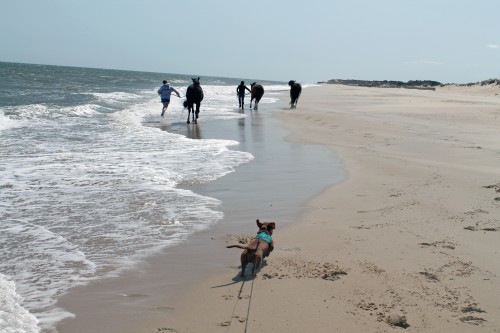 cape henlopen beach ride - painting pony
