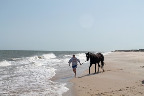 cape henlopen beach ride - painting pony