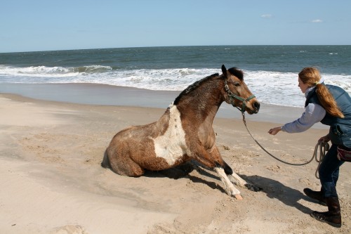 cape henlopen beach ride - painting pony