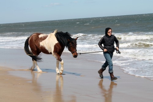 cape henlopen beach ride - painting pony