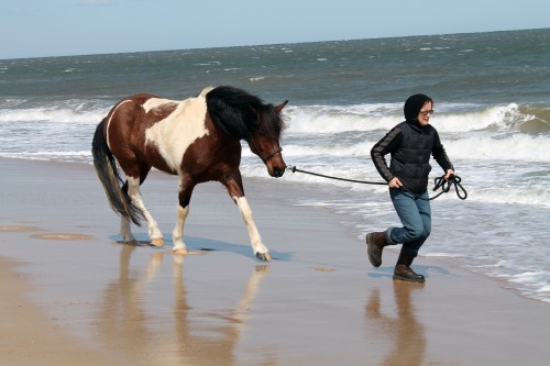 cape henlopen beach ride - painting pony