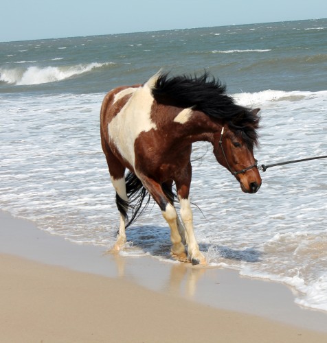 cape henlopen beach ride - painting pony