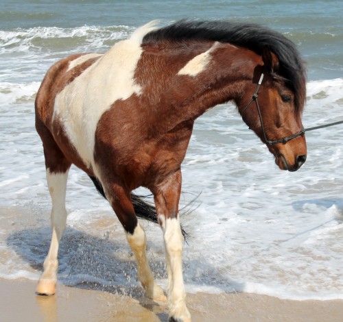 cape henlopen beach ride - painting pony