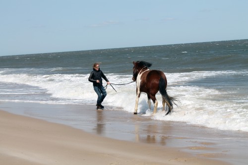 cape henlopen beach ride - painting pony