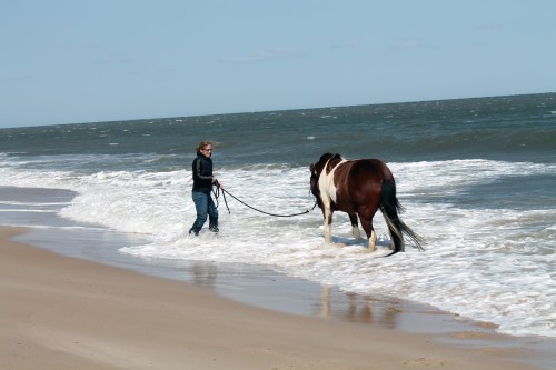 cape henlopen beach ride - painting pony