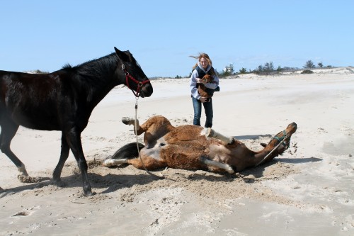 cape henlopen beach ride - painting pony