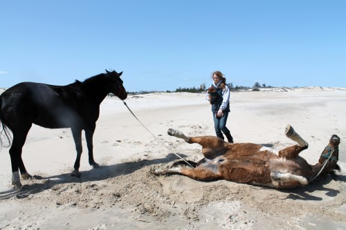 cape henlopen beach ride - painting pony