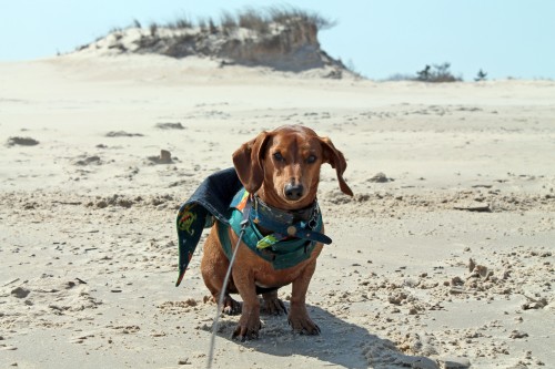 cape henlopen beach ride - painting pony