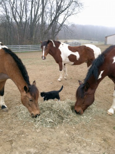 cricket and the ponies cricket and the ponies