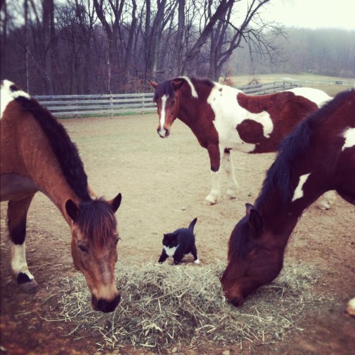cricket and the ponies cricket and the ponies