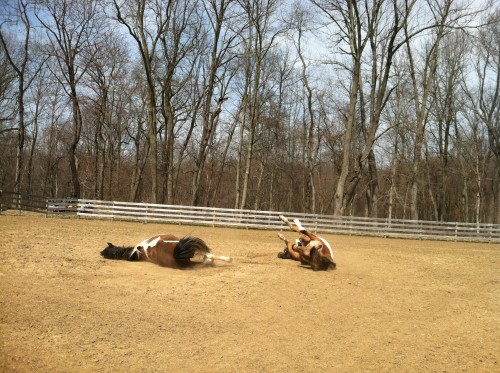 Blitz and boomer rolling Blitz and boomer rolling