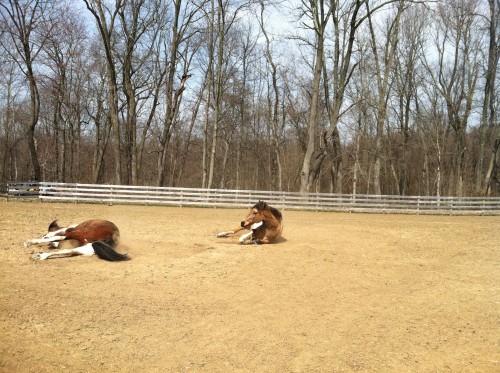 Blitz and boomer rolling Blitz and boomer rolling