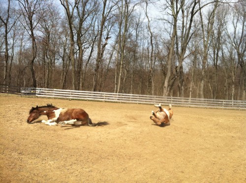 Blitz and boomer rolling Blitz and boomer rolling