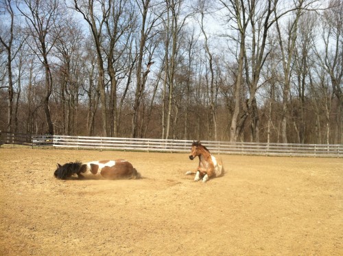 Blitz and boomer rolling Blitz and boomer rolling