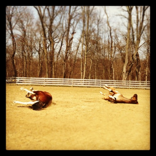 Blitz and boomer rolling Blitz and boomer rolling