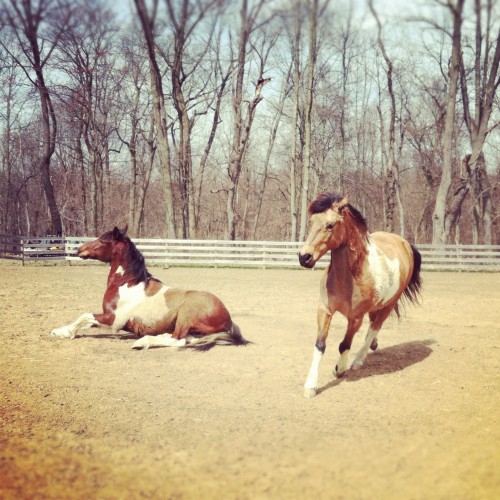 Blitz and boomer rolling Blitz and boomer rolling