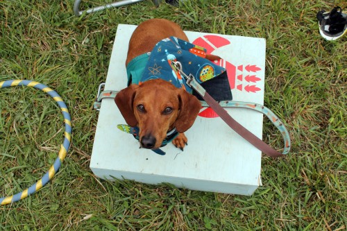 painting pony at the point to point races