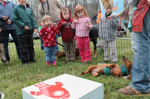 painting pony at the point to point races