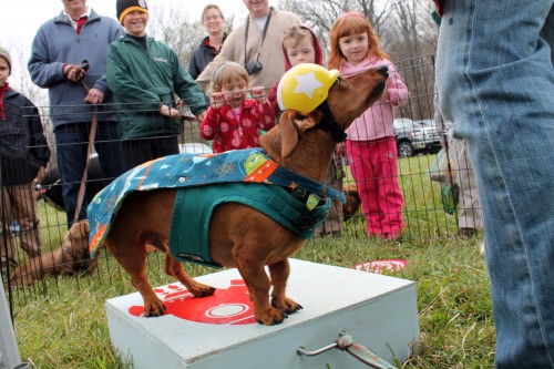 painting pony at the point to point races